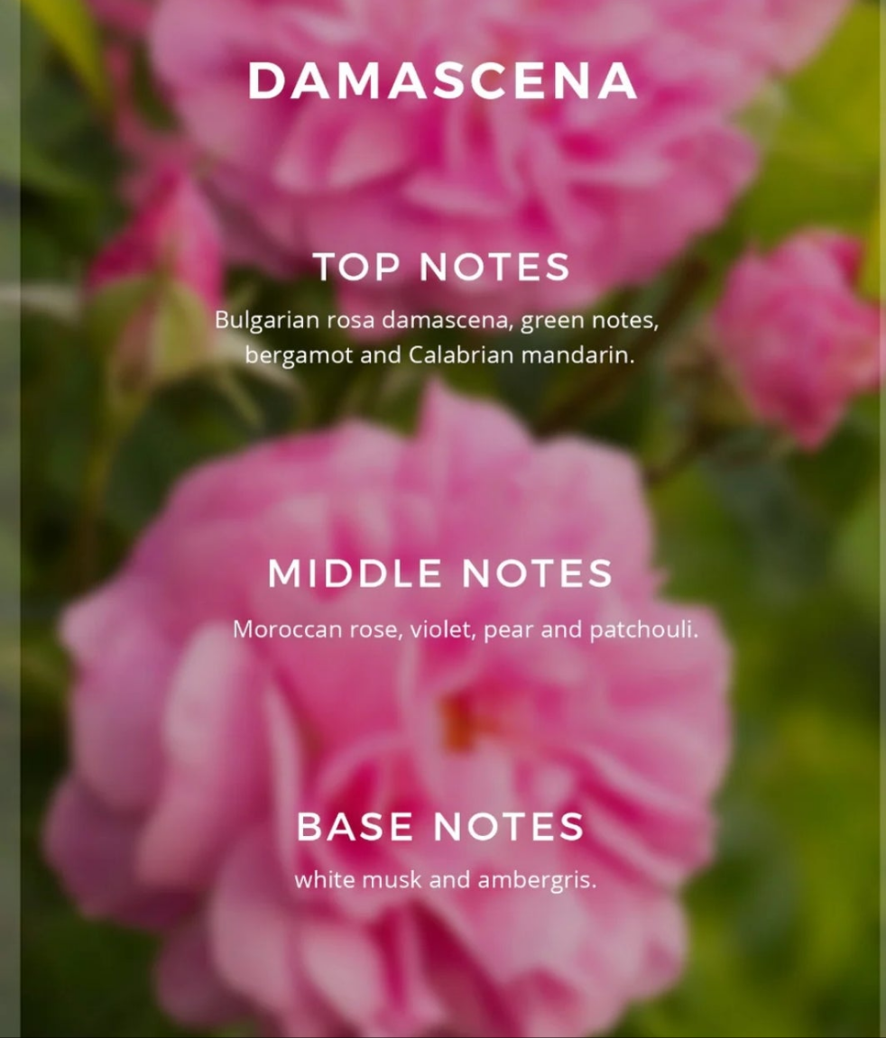 Sphinx Damascena